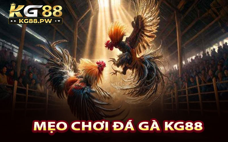 Chia sẻ một vài mẹo chơi đá gà KG88 cực đỉnh