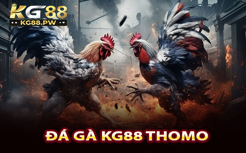 Đá gà KG88 thomo