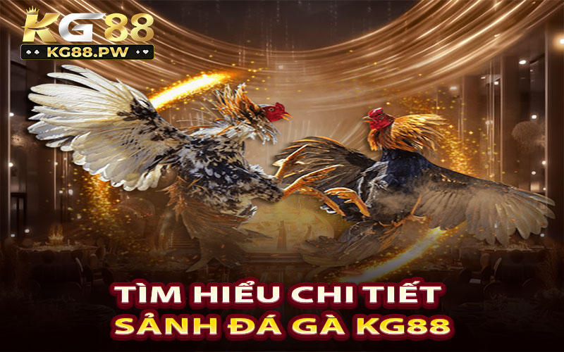 Tìm hiểu chi tiết sảnh đá gà KG88 dành cho hội viên mới